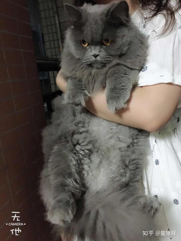 鳌拜只是毛绒绒不是胖乎乎