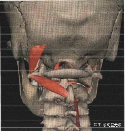 头上斜肌与头下斜肌