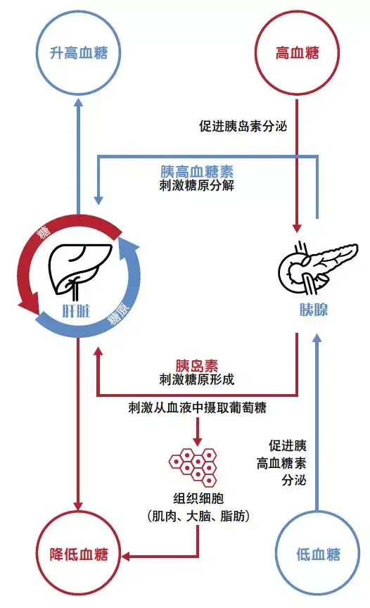 而和胰岛素作用相对应的,是胰高血糖素的升糖作用.