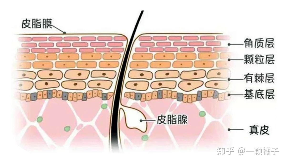 皮肤屏障受损如何通过护肤自救修复成分推荐