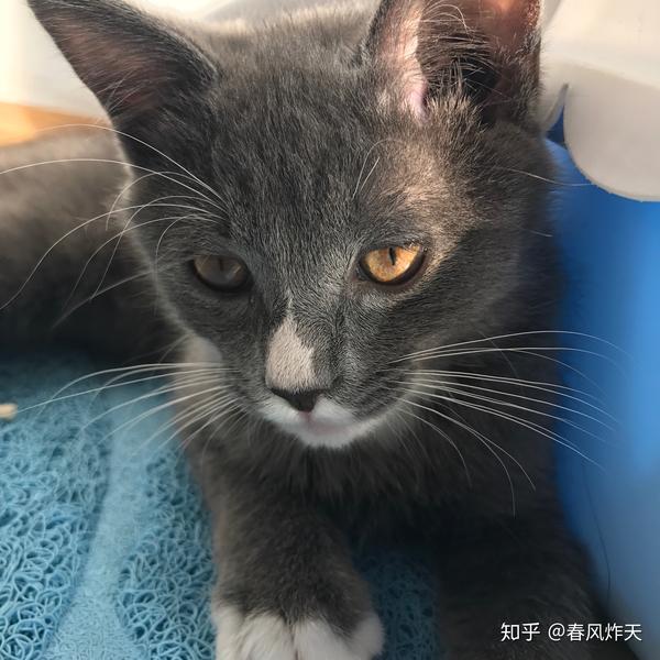 养一只灰色土猫(不是狸花猫)是一种什么样的体验?