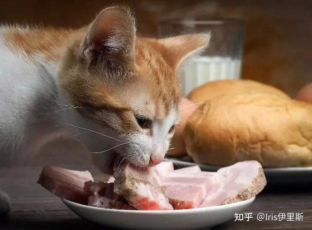 肉食男_肉食动物_肉食狗