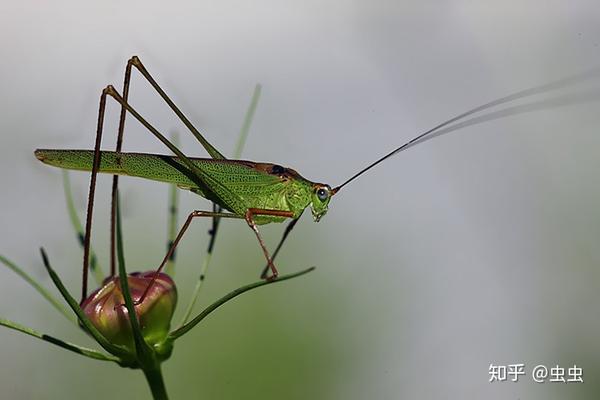 昆虫记之雌雄白面螽斯一