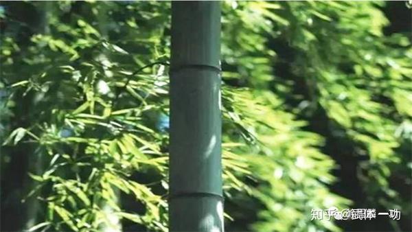 【一功分享】竹子定律:明确扎根,野蛮生长!