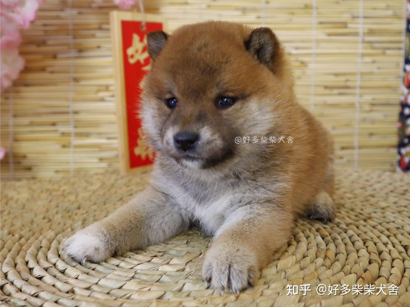 柴犬科普教你如何挑选柴犬幼犬赤柴篇