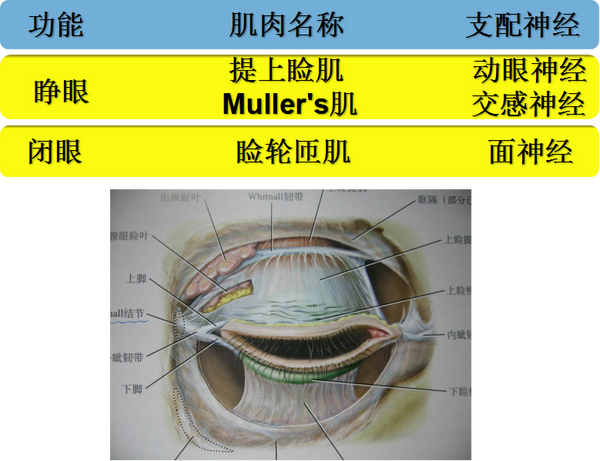 (一)眼睑解剖 (三)眼睑退缩的临床表现 1."怒目而视" 2.干眼症 3.