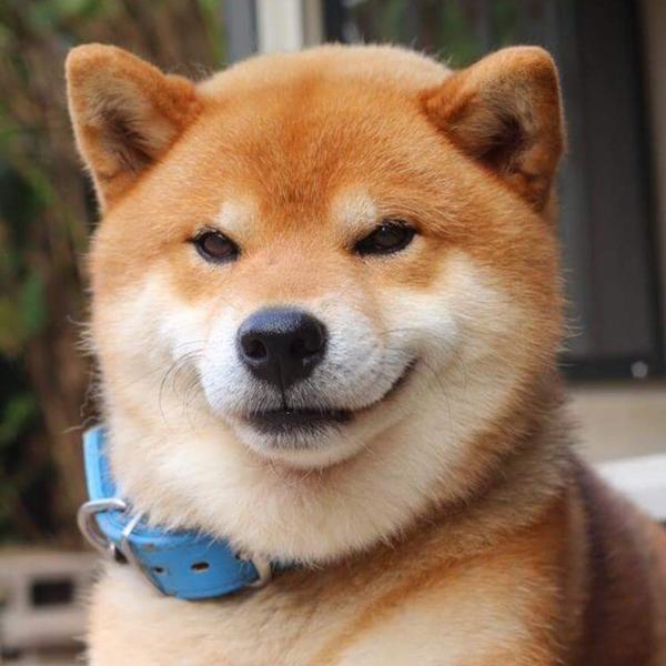 柴犬的前世今生——从猎犬到网红表情包