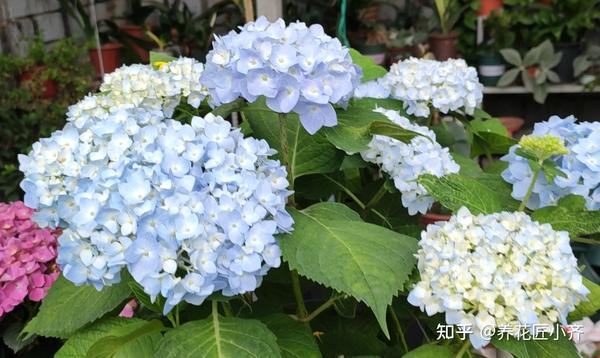 等他开完花以后我们就可以扦插绣球了,绣球枝条的选择非常的简单,开完