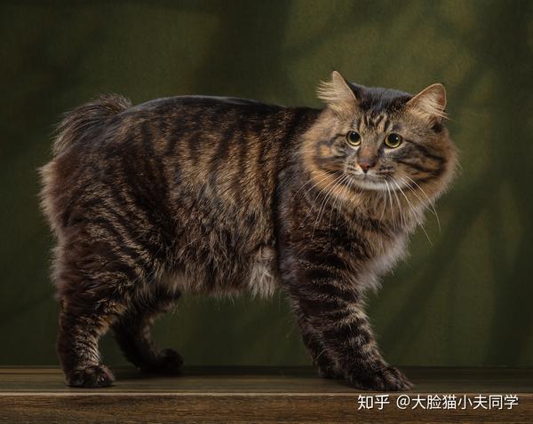 猫咪毛色鉴别小指南系列之二虎斑色分类篇