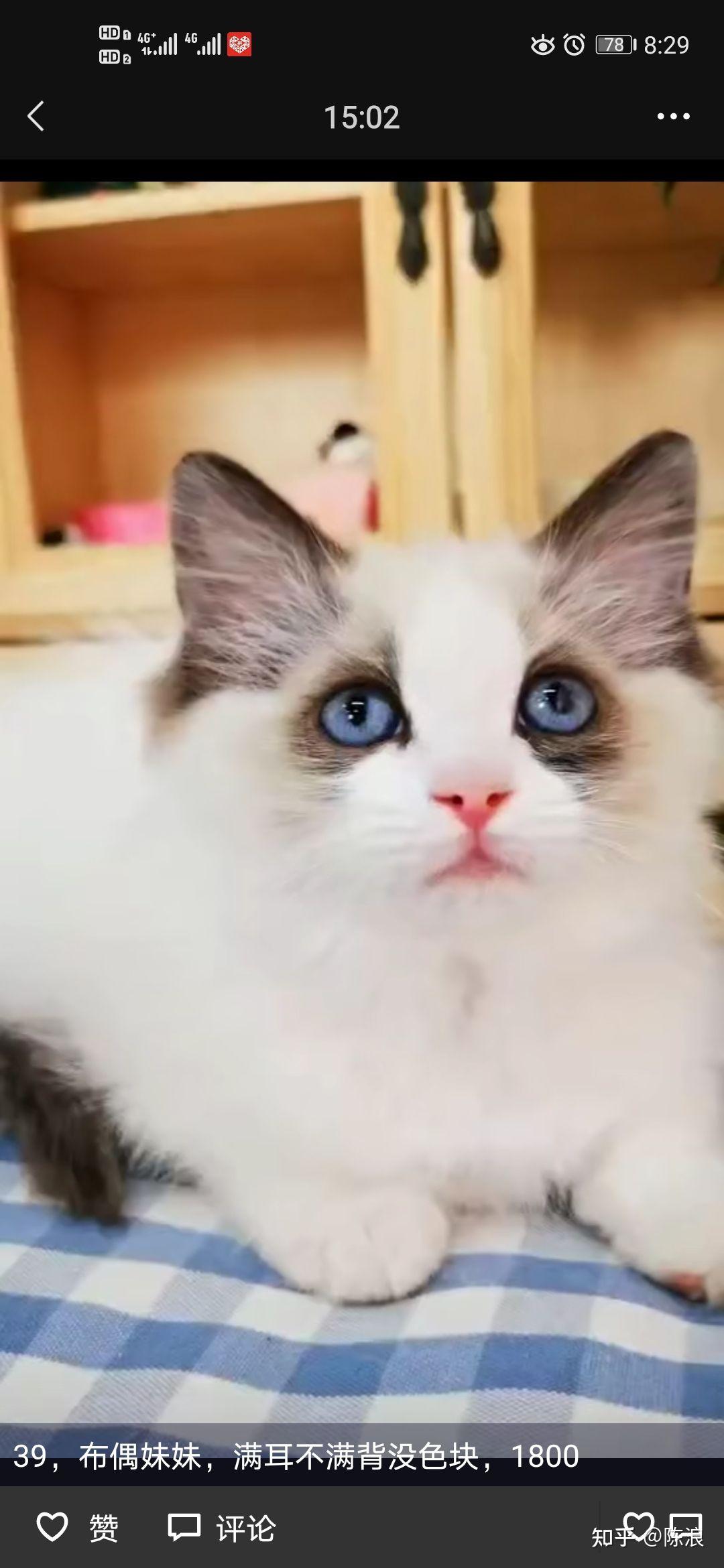 布偶猫和波斯猫哪个更好养?