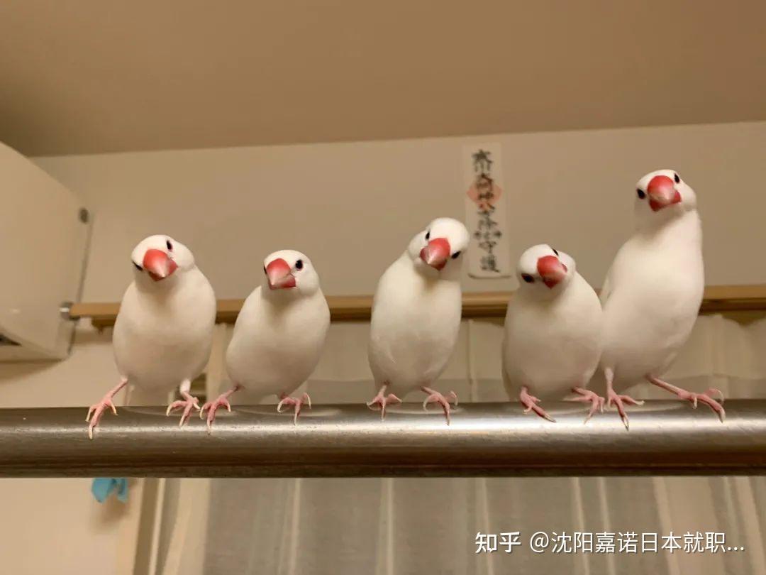 日本小哥养了一群文鸟歪头杀萌翻网友