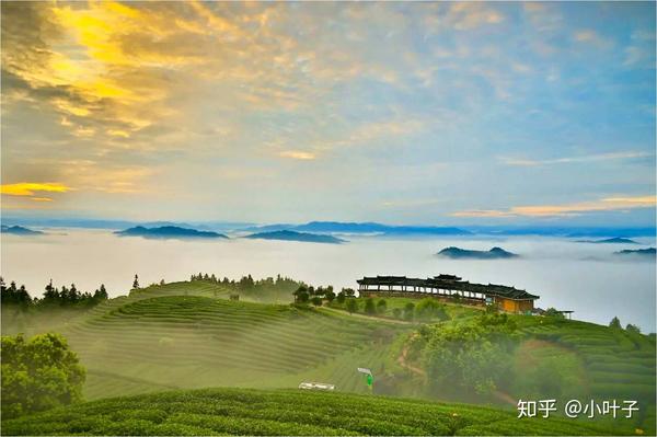 三江仙人山景区,我的家乡 采茶,品茶