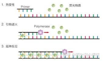 Qpcr