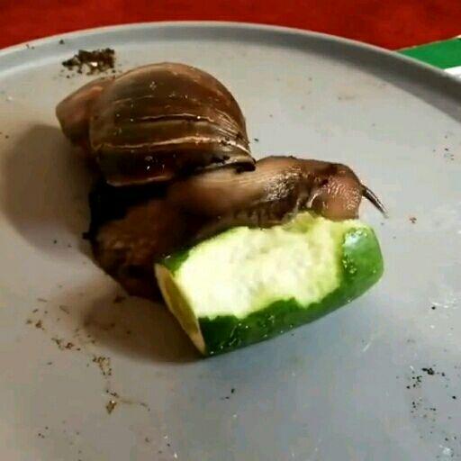 蜗牛吃什么食物?