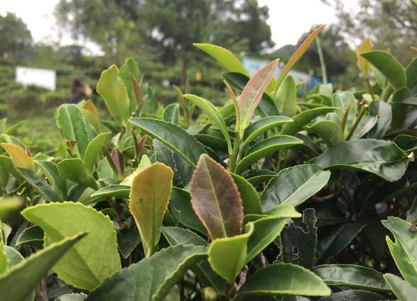 六堡茶的原料则是苍梧县群体种,大中叶种及其选育的茶树品种,原料的不