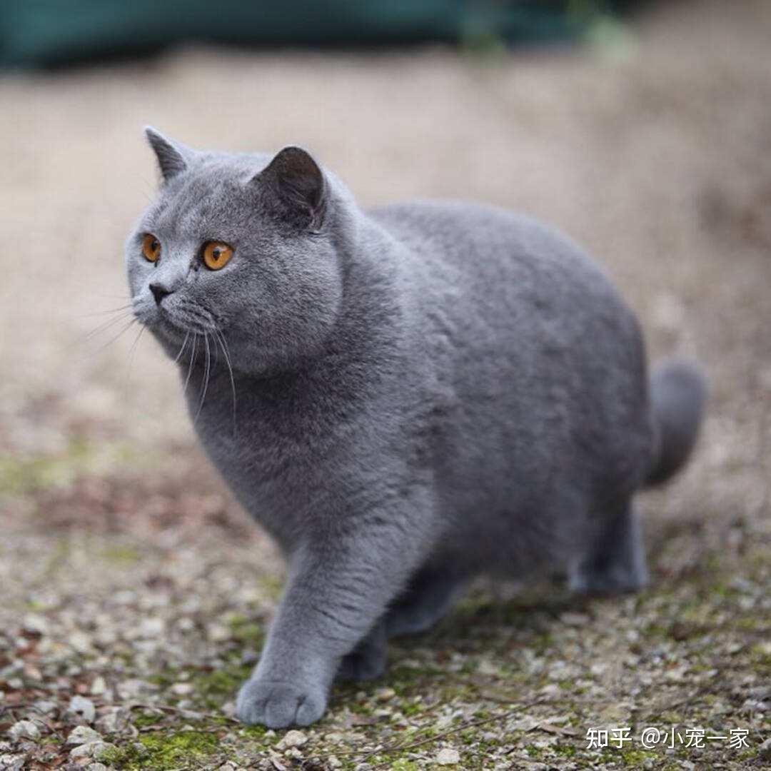 英短蓝猫这5大缺点一般人都接受不了