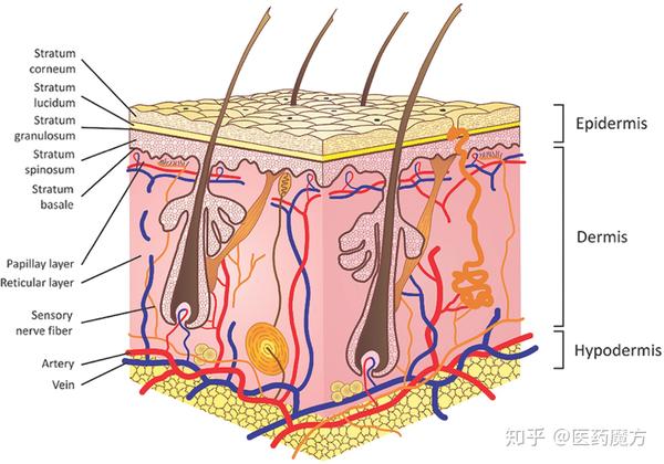 皮肤层的示意图