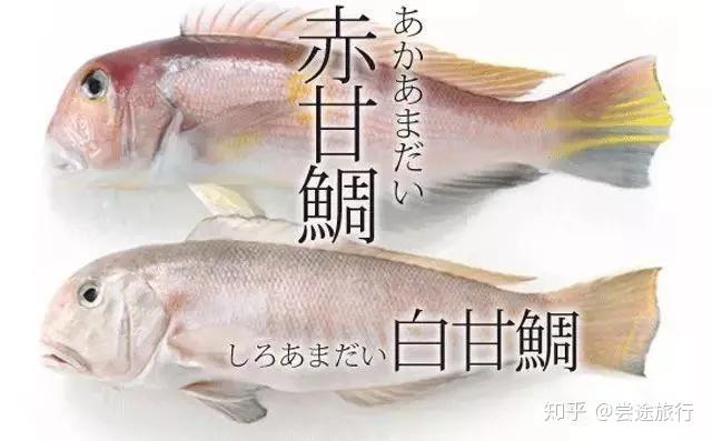 德村家康的至爱关西美食界的网红日本甘鲷竟然就是马头鱼