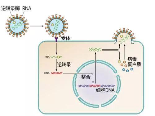 逆转录病毒感染细胞,并整合到细胞最后形成子代的过程