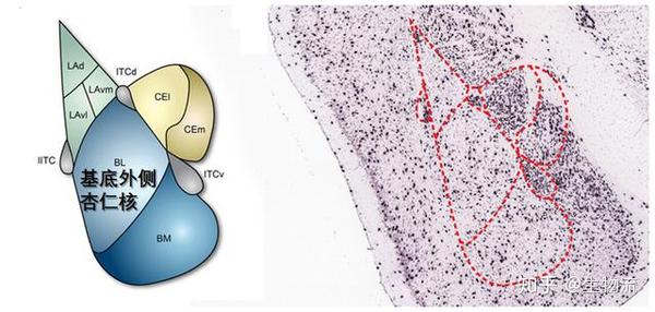 小鼠的基底外侧杏仁核