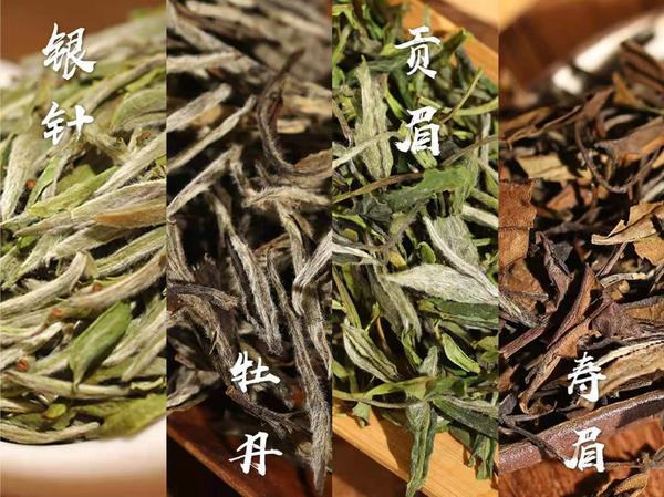 福鼎白茶的四个品种你都认识吗