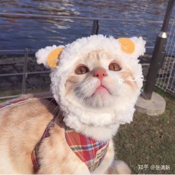 用猫做头像的男生是怎样的心理?