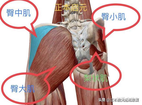 一,髋关节肌肉的简单定位:(左侧是浅层,右侧是深层)