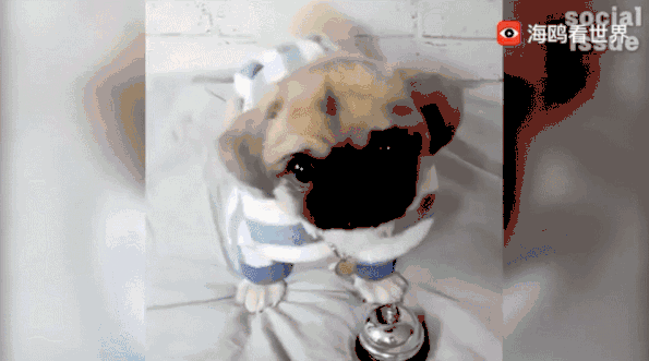 你看过哪些宠物蠢萌的瞬间?