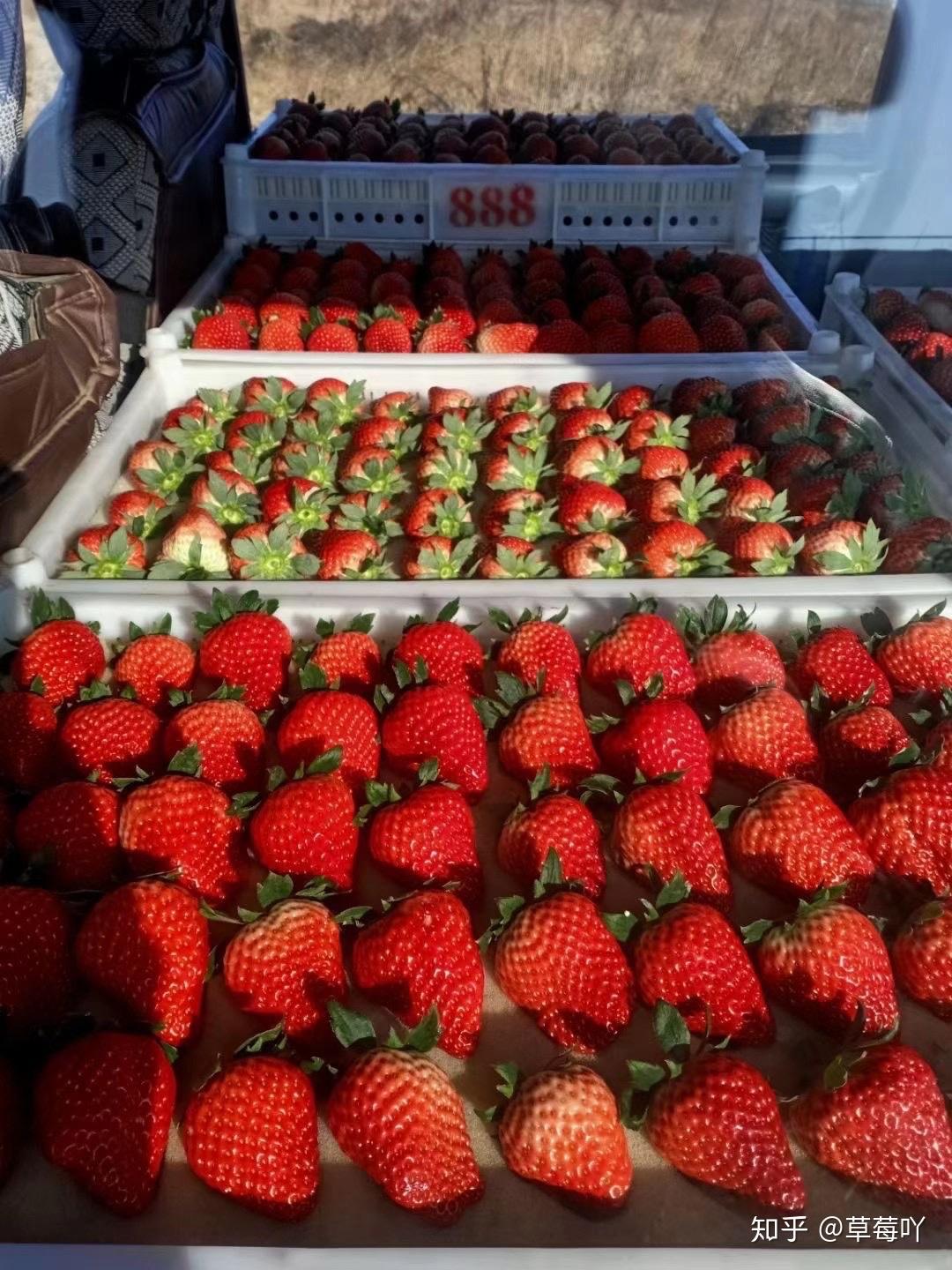 丹东99草莓#草莓中的爱马仕