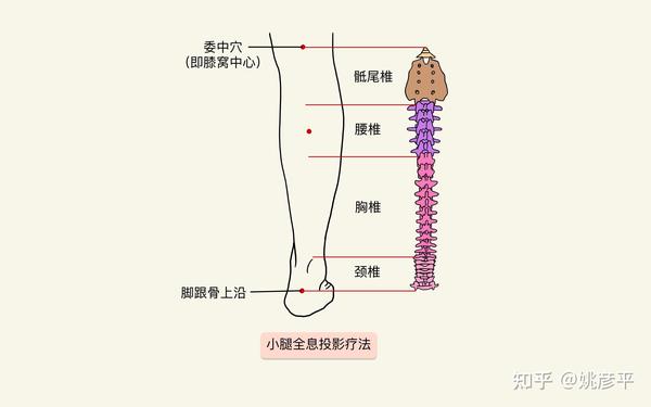 小腿全息映射疗法