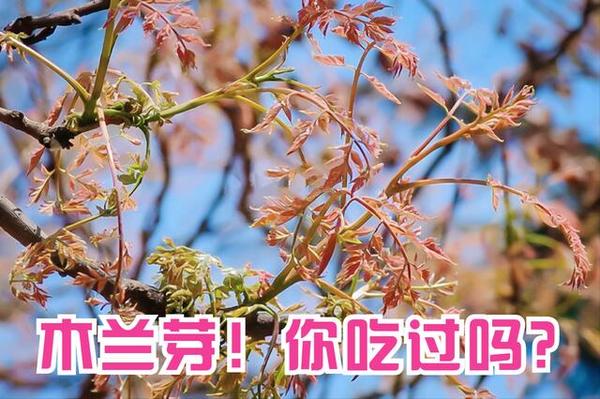 什么是木兰芽
