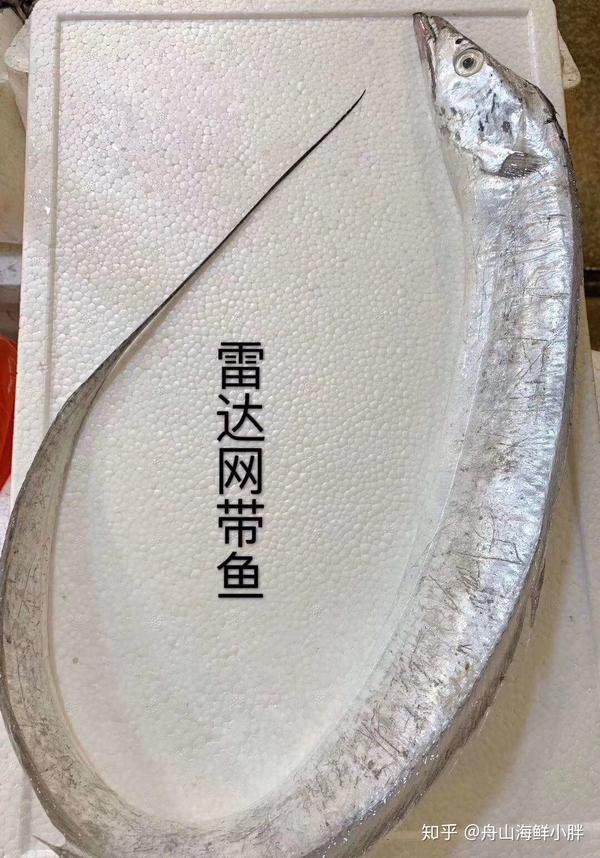 给大家认识舟山雷达网带鱼