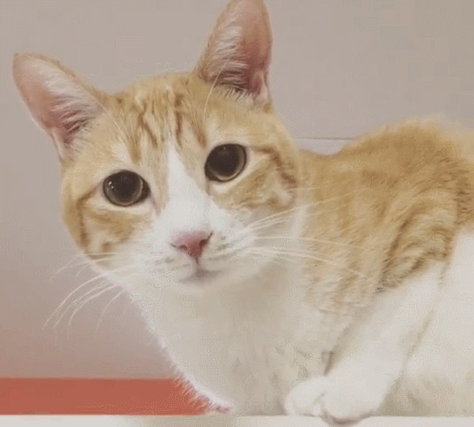 壁纸 动物 猫 猫咪 小猫 桌面 535_482 gif 动态图 动图