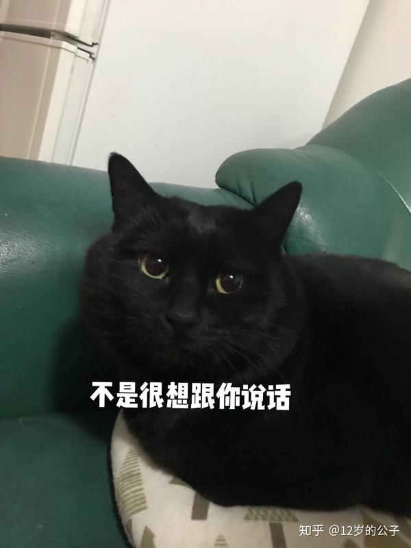 养土猫就这么被人看不起吗?