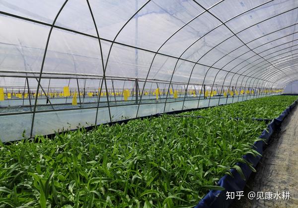 湾区绿菜水耕蔬菜 水培蔬菜用水量仅为土培一半 节能环保好榜样