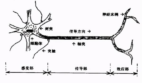 当产生出超过一定阈值的信号时,将经过传导部,将信号传递给神经末梢