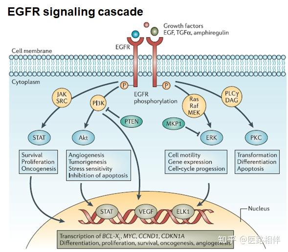 Egfr