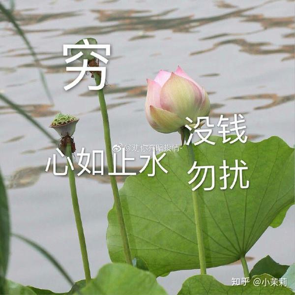 当然是最近很火的佛系莲花头像啦 废话不多说 上图 一部分是从微博上