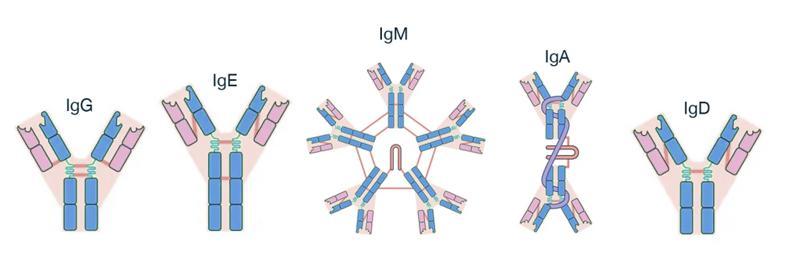 人体含量从高到低:igg>iga>igm>igd>ige其中最重要的免疫球蛋白类型是