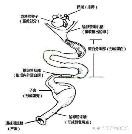 2020年了你还没用上无抗的蛋鸡输卵管消炎产品吗