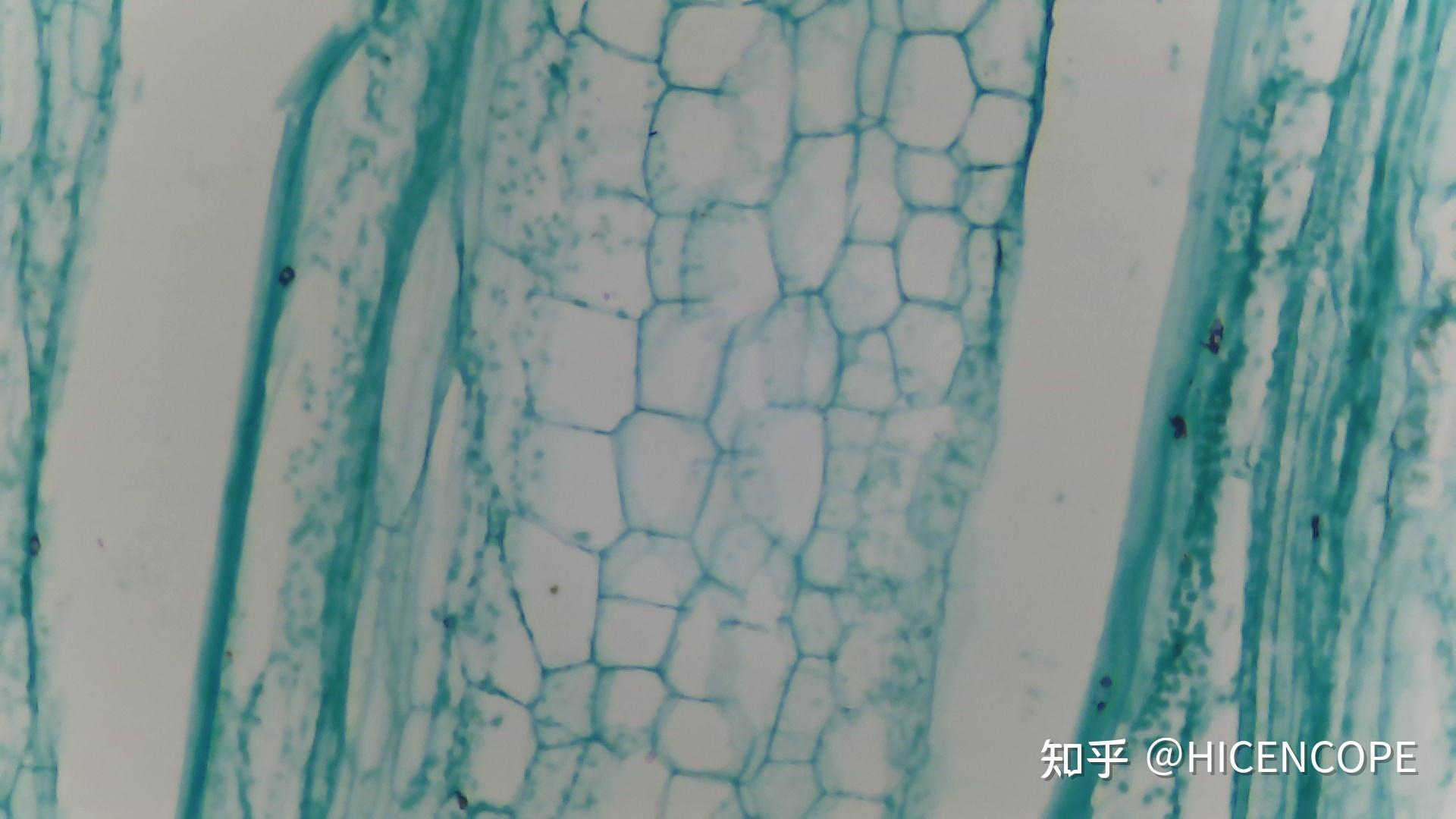 便携式微型显微镜