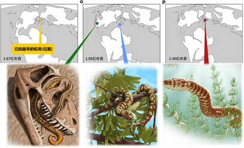 后来有科学家去研究更接近现代蛇类,且已完全丢失后肢的蛇, 试图通过