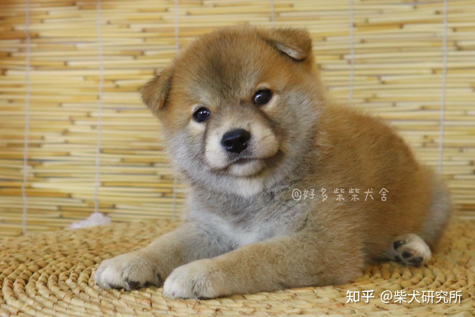 柴课堂如何判断一家柴犬犬舍是否靠谱