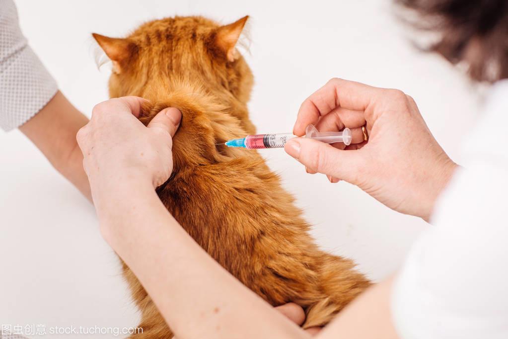 猫咪注射疫苗相关注意事项