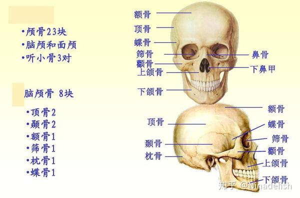 按部位分:颅骨,躯干骨,四肢骨 (1) 颅骨 (2) 躯干骨 穿插小知识:颈椎