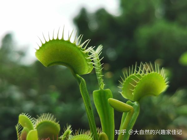 园艺日记植物生长情况的记录和分析捕蝇草b