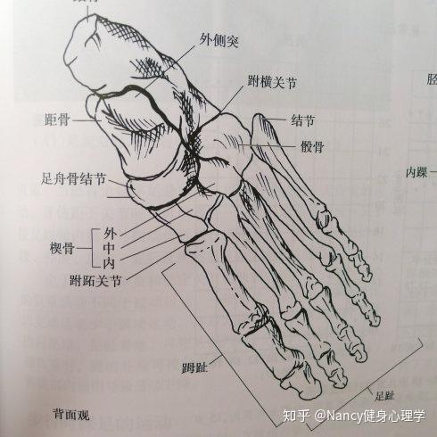 把足部分成三个部分 脚前:脚趾头(趾骨)和前脚掌(跖骨),脚趾头除大