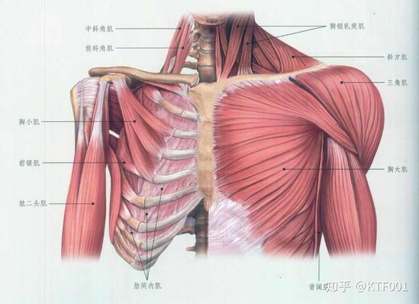 肩部及胸部肌群解剖图