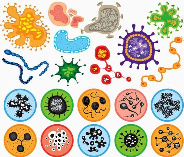 这张图中有很多常见细菌的结构形态