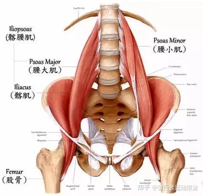 骨盆周围的肌肉要想知道骨盆对身体有什么样的危害,我们要先了解跟